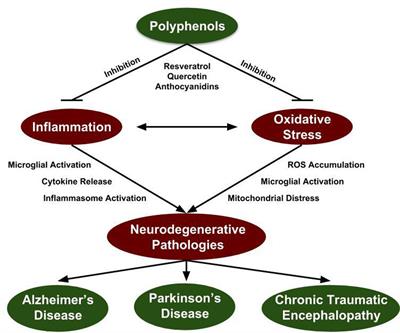 Suppression of Presymptomatic Oxidative Stress and Inflammation in Neurodegeneration by Grape-Derived Polyphenols